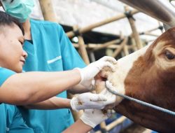 Transaksi Hewan Kurban Bebas Pajak di Hari Raya Idul Adha 1445 H
