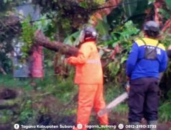 Pohon Tumbang Berhasil Dievakuasi, Jalan Kumpay-Kasomalang Sudah Bisa Dilalui!