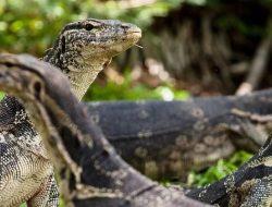 Kunjungi Pulau Biawak di Indramayu, Kamu Bisa Snorkeling dan Lihat Pemandangan dari Atas Mercusuar Kuno Setinggi 65 Meter