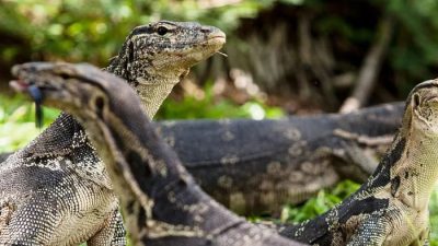 Kunjungi Pulau Biawak di Indramayu, Kamu Bisa Snorkeling dan Lihat Pemandangan dari Atas Mercusuar Kuno Setinggi 65 Meter