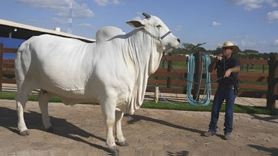 Mengenal Sapi Sultan Termahal di Dunia, Harganya Bisa Mencapai Rp65,8 M