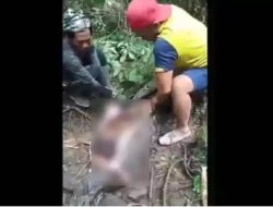 Geger Temuan Mayat di Perut Ular Piton, Begini Penjelasan Ahli