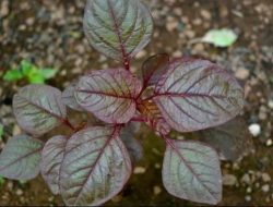 Bayam Merah: Sumber Nutrisi yang Kaya Manfaat