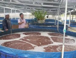 Teknologi Bioflok: Inovasi Ramah Lingkungan dalam Budidaya Ikan