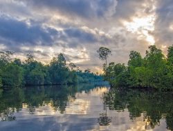 Inilah Ragam Manfaat Hutan Mangrove yang Perlu Kamu Ketahui!