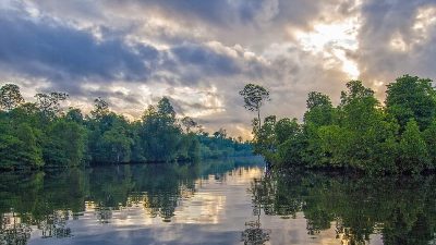 Inilah Ragam Manfaat Hutan Mangrove yang Perlu Kamu Ketahui!