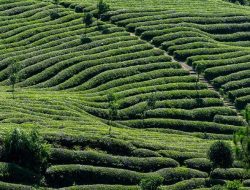 Tak Hanya Sekedar Berkunjung, Ini 5 Tips Berwisata ke Perkebunan Teh!