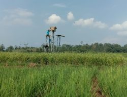 Petani Subang Usir Hama Tikus dengan Rumah Burung Hantu