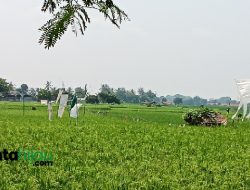 Lawan Hama, Dinas Pertanian Subang Ajak Poktan Berburu Tikus dan Bikin Rumah Burung Hantu