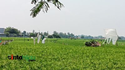 Tiga Pejabat ini, Siapa yang Layak Jabat Kepala Dinas Pertanian Subang?