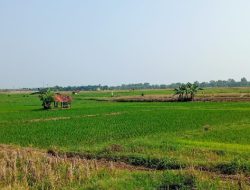 Lahan Sawah di Padaasih Subang Dijual, Lokasi Dekat Pabrik