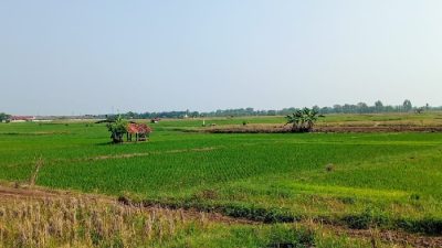 Lahan Sawah di Padaasih Subang Dijual, Lokasi Dekat Pabrik