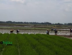 Inilah 5 Kabupaten Penghasil Padi Terbesar di Jawa Barat
