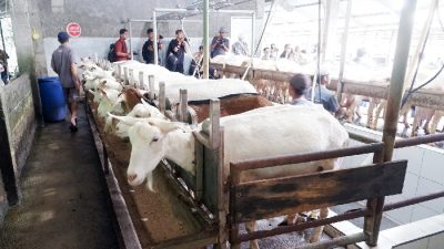 Inilah Hukum Penggunaan Stunning dalam Proses Penyembelihan Hewan dalam Islam