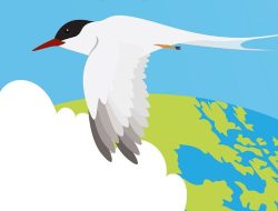 Fakta Unik Dara Laut Arktik Si Penjelajah Dunia, Bisa Menempuh Jarak Puluhan Ribu Kilo Meter!