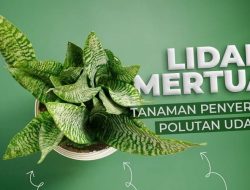 Mengenal Lidah Mertua, Tanaman Penyerap Polutan Udara
