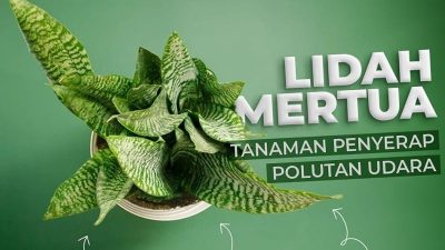 Mengenal Lidah Mertua, Tanaman Penyerap Polutan Udara
