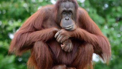 Penelitian Memperlihatkan Orangutan Sumatra Terlihat Mengobati Luka dengan Tanaman