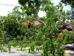 Kemacetan Panjang Terjadi di Jalan Raya Pagaden – Subang Akibat Pohon Berukuran Besar Tumbang