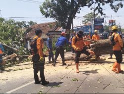 Penanganan Pohon Tumbang Selesai, Jalan Raya Subang-Pagaden Sudah Bisa Dilalui Pengguna Jalan