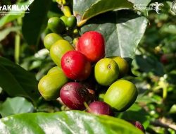Sampai Masuk Rekor Muri, Kopi Asal Jawa Barat Ini Pernah Tembus 2 Juta-an Per Kilogram Loh!