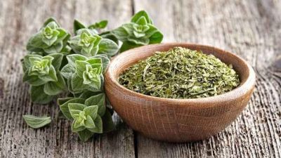 Oregano: Rempah Populer dengan Segudang Manfaat untuk Kesehatan