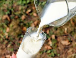 Susu Ikan Emang Bisa Dikonsumsi? Cek Faktanya Disini!