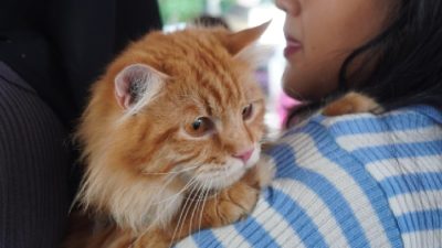 Kenali Penyebab dan Gejala Alergi Bulu Kucing Sebelum Memelihara