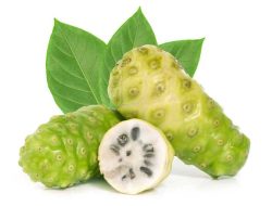Mengenal Buah Mengkudu: Manfaat dan Ciri-Cirinya