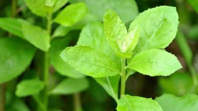 Manfaat Daun Beluntas untuk Kesehatan