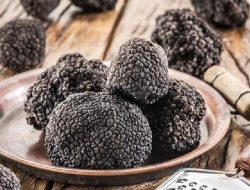 Manfaat dan Keistimewaan Jamur Truffle yang Bermanfaat untuk Kesehatan Tubuh