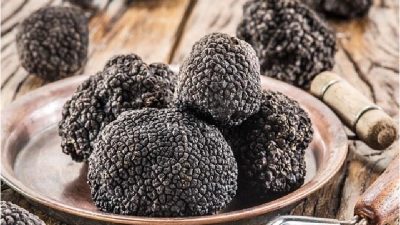 Manfaat dan Keistimewaan Jamur Truffle yang Bermanfaat untuk Kesehatan Tubuh