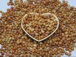 Manfaat Kacang Tolo untuk Kesehatan yang Perlu Diketahui