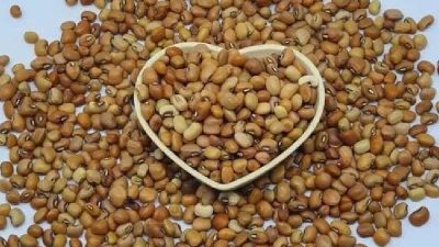 Manfaat Kacang Tolo untuk Kesehatan yang Perlu Diketahui