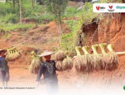 Mengenal Mipit Pare, Tradisi Mengawali Musim Panen di Kasepuhan Banten Kidul