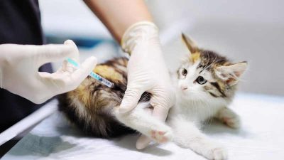Pemkab Subang Waspadai Penyebaran Rabies, Imbau Vaksinasi Hewan Peliharaan