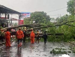 BPBD Subang Sebut Ada 300 Pohon Besar Rawan Tumbang di Sejumlah Titik