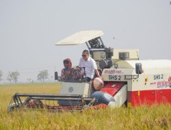 Swasembada Pangan 2028, Menko Bidang Pangan, Panen Raya di Sukamandi Subang