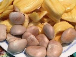 Manfaat Biji Nangka untuk Kesehatan yang Jarang Diketahui