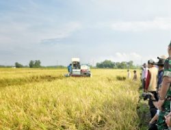 Bey Optimistis Jabar Capai Target Produksi Gabah Kering Giling