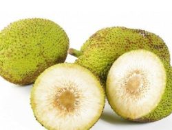 Inilah Buah Sakti Khas Indonesia yang di-Cap Sakti dan Mendunia