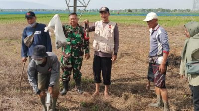 Woalah! Baru Juga Ditanam, Hama Tikus Serang Puluhan Hektar Tanaman Padi di Daerah Ciasem Subang