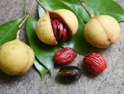 Inilah Sederet Manfaat Buah Pala bagi Kesehatan Tubuh