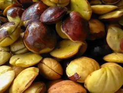 Benarkah Mengkonsumsi Jengkol Bisa Bikin Kolestrol Meningkat? Ini Faktanya