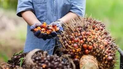 Kemenangan RI di WTO Diprediksi Bakal Dongkrak Ekonomi