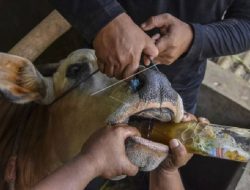 Jabar Mulai Vaksinasi Khusus Hewan Ternak Cegah PMK