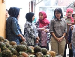 Dekranasda Jabar Kunjungi Sentra Nanas di Kabupaten Subang