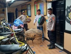 Polsek Blanakan Subang Grebeg Judi Sabung Ayam, 1 Ekor Ayam dan Puluhan Motor Diamankan