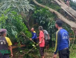Dua Lokal Bangunan SD Negeri Rancabango Subang Rusak Tertimpa Pohon Besar