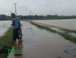 Empat Jam Diguyur Hujan, Puluhan Hektar Tanaman Padi di Ciasem Subang Terendam